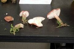 Calocybe carnea