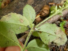 Phytomyza crassiseta