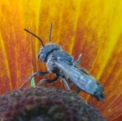 Coelioxys