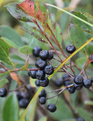 Aronia melanocarpa