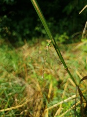 Lestes barbarus