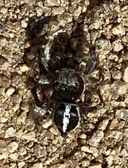 Habronattus