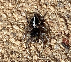 Habronattus
