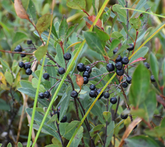 Aronia melanocarpa