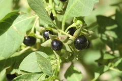 Atropa belladonna