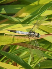 Orthetrum albistylum