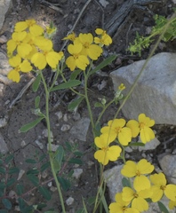 Psilostrophe tagetina