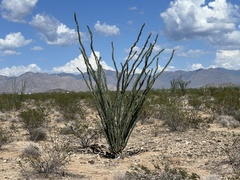 Fouquieria splendens