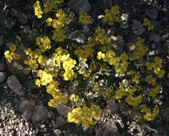 Psilostrophe tagetina