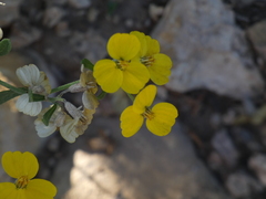 Psilostrophe tagetina