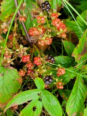 Rubus allegheniensis