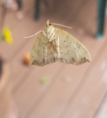 Eulithis diversilineata