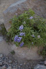 Lupinus arcticus