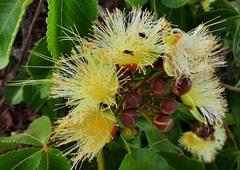 Caryocar brasiliense