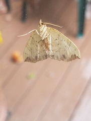 Eulithis diversilineata