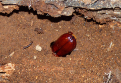 Odontotaenius disjunctus