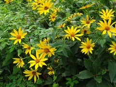 Helianthus decapetalus