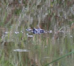 Alligator mississippiensis