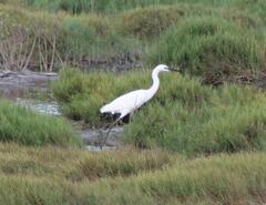 Egretta rufescens