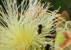 Caryocar brasiliense