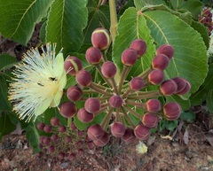 Caryocar brasiliense