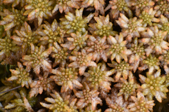 Sphagnum palustre