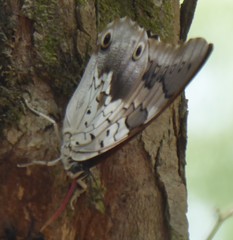 Prepona laertes octavia