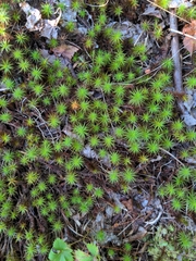 Polytrichum juniperinum
