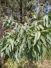 Eucalyptus melliodora