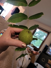 Juglans