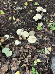 Leucopaxillus