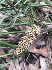 Lomandra