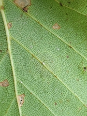 Cameraria betulivora