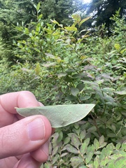 Vaccinium alaskaense