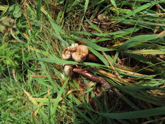 Tulostoma