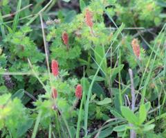 Acalypha radians