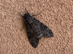 Agrius cingulata