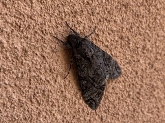 Agrius cingulata