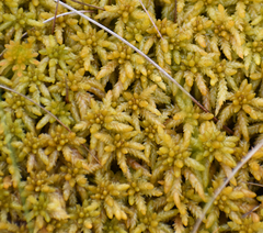 Sphagnum palustre