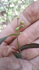 Bambusoideae