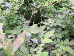 Vaccinium alaskaense