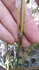 Bambusoideae