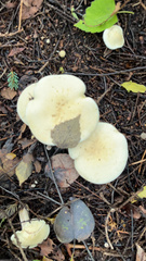 Leucopaxillus