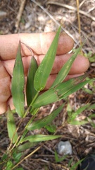 Bambusoideae