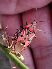 Spilostethus pandurus