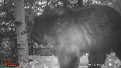 Ursus americanus machetes