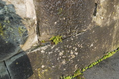 Asplenium ruta-muraria