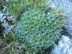 Myosotis pulvinaris