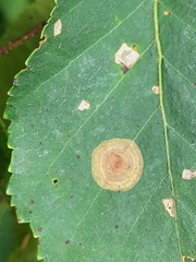 Cameraria betulivora