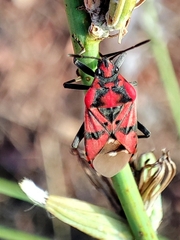 Spilostethus pandurus